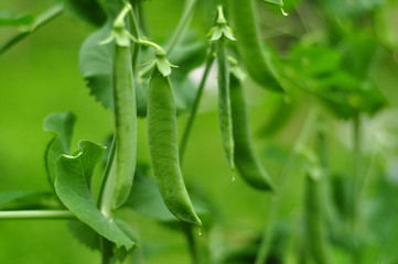 The green peas in the vegetable garden.