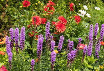 Sticker - Liatris spicata flowers in the summer garden