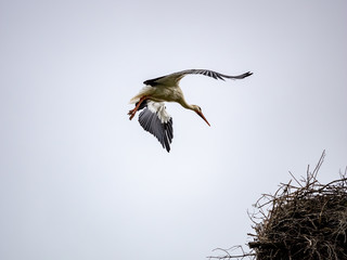 Wall Mural -  Stork reaching its nest in a tree in a village of Burgos