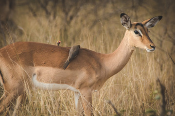 Wall Mural - Close up image of impala in a national park in south africa