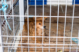 Fototapeta Zwierzęta - homeless red dog in the shelter cage