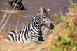 Zebra am Fluß