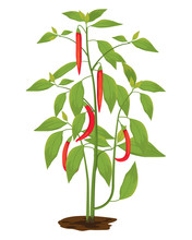 Isolated Chili Plant Vector Design
