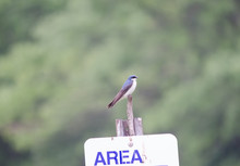 Tree Swallow Perched On A Sign