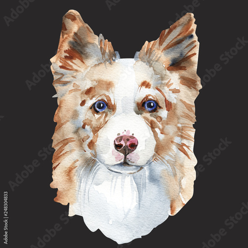 Watercolor Dog Portrait Of A Border Collie Closeup On A White