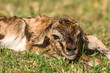 Neugeborene Thomson Gazelle, Life begins