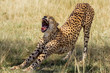 Gepard gähnt