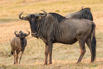 Wall Mural - Close up image of a Blue Wildebeest in a nature reserve in south africa