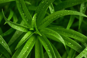 green leaf with water drops