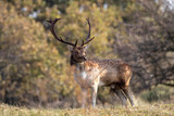 Fototapeta  - beautiful horned spotted deer standing on grass in forest