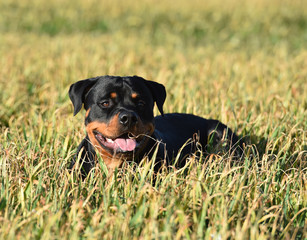 rottweiler