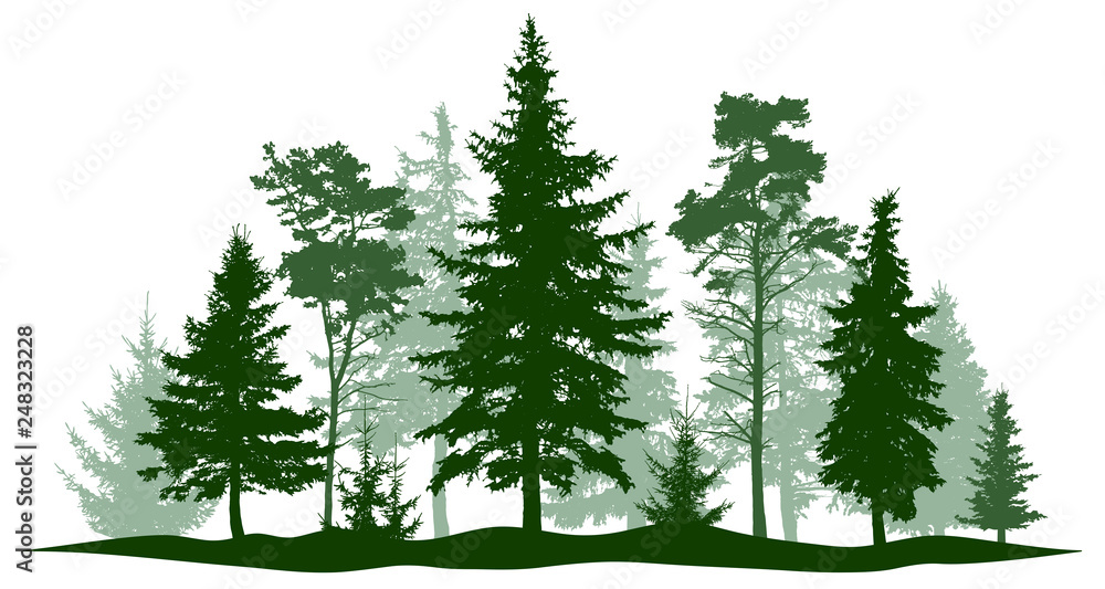Evergreen forest pine, tree isolated. Park, alley Christmas tree. Vector illustration. Landscape of isolated trees - obrazy, fototapety, plakaty 