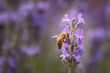 Bee And Laverder Flower Closeup In Purple Field