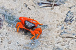 A flame backed fiddler crab, Uca flammula, which is found in northern and northwestern Australia and in New Guinea, moves across the mud in Broome, Western Australia. 