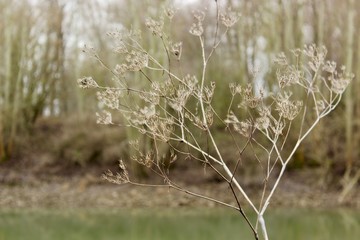 Wall Mural - grass in the wind