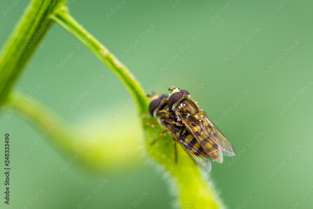 syrphidae insect copulation on the leaf. Yellow insect on the green ...