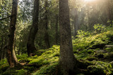 Fototapeta Fototapety na ścianę - Promienie słońca przebijające się przez korony drzew w lesie