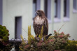 Red Tail hawk eating a pigeon