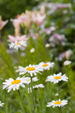 Fototapeta Kwiaty - Daisy lily hydrangea