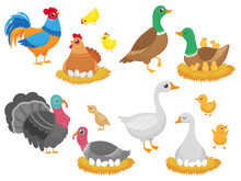 Farm Birds. Poultry Chicken, Goose Duck Bird And Turkey Family Nest Isolated Cartoon Vector Set