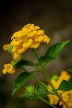 Yellow Lantana Flowers Close-up