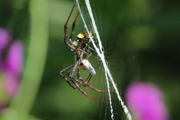 Spider weaving the web