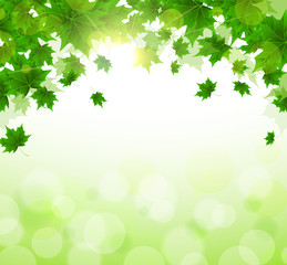 frame of fresh green leaves of maple. sunny spring or summer day. awakening of nature. cover or back