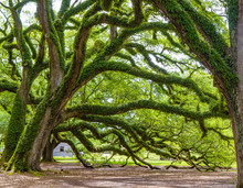 Southern Live Oak Trees On Oak Alley Plantation, Vacherie, Louisiana, USA. Oak Trees Are Massive, Gnarled, With Branches Reaching To The Ground