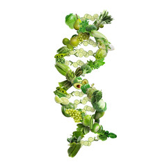 Nutrigenetics concept DNA strand made with healthy fresh green vegetables and fruits