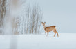 © Viesturs - Young deer with brown fur looking for food on a snowy field with a forest in background. Thrilled facial expression staring straight. Bucks running over a field creating a picturesque winter landscape