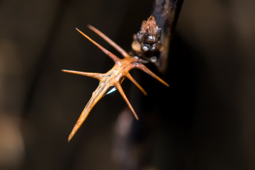 macro