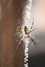 Yellow Garden Spider 1