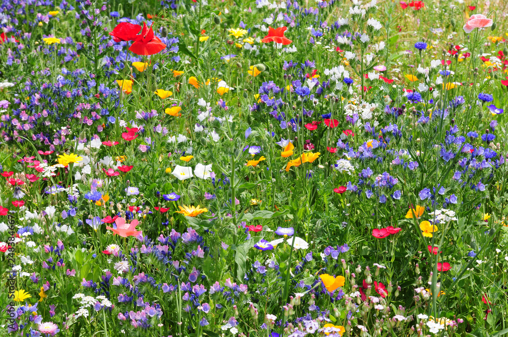 Colorful wildflowers in summer meadow - Wildblumenwiese - obrazy, fototapety, plakaty 