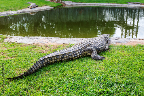 Plakat Krokodyle na farmie krokodyli w Afryce Południowej
