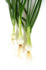 Poster - spring onion isolated