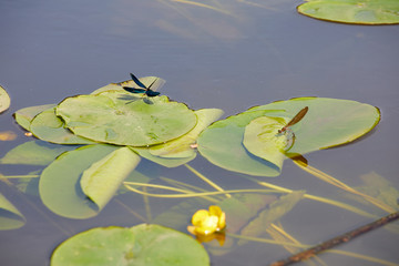 Dragonfly on the river. Summer picture of aquatic insects