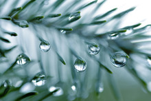 Drops Of Rain On The Needles Of The Spruce Branch Close Up. Spring Nature Background.