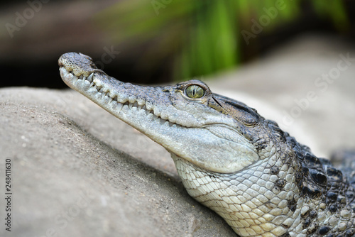 Plakat Krokodyl słodkowodny (Crocodylus mindorensis) mieszkający w Filipinach.