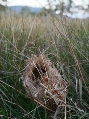 a bird's nest in the grass