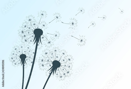 Drawing of flowers of field...