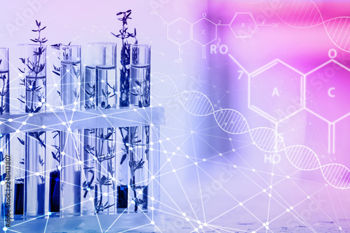 Test tubes with plants in holder on blurred background