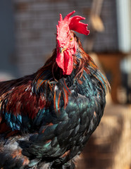 Poster - Portrait of a rooster on a farm