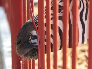 Canvas Print - Zebra behind the fence in the zoo