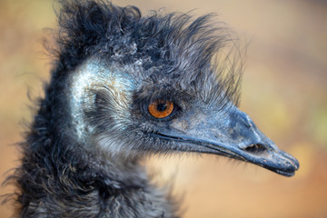 Sticker - Portrait of an ostrich in the park