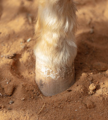 Poster - Horse hoof on sand in a zoo