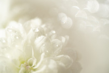 白い花 しずく01