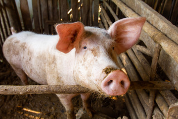 Wall Mural - Three pigs in a dirty stall