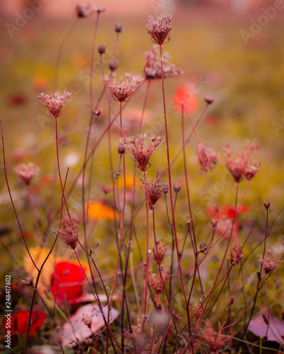 Wiesenblumen © Anja