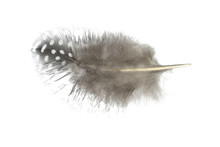 Beautiful Guineafowl Feather Isolated On White Background 