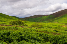 Hills Covered In A Beautiful Green Fern Field Under A Dramatic Dark Sky, A Typical Irish Landscape In Wicklow Mountains, Ireland.